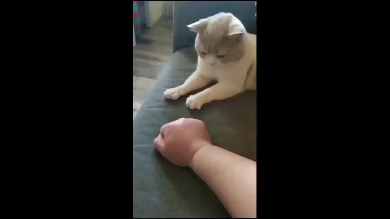 Funny animals