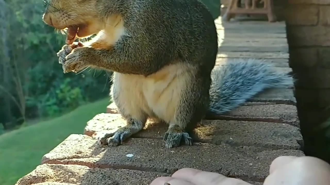 Being chosen by the squirrel to be friends with is incredibly amazing 💖