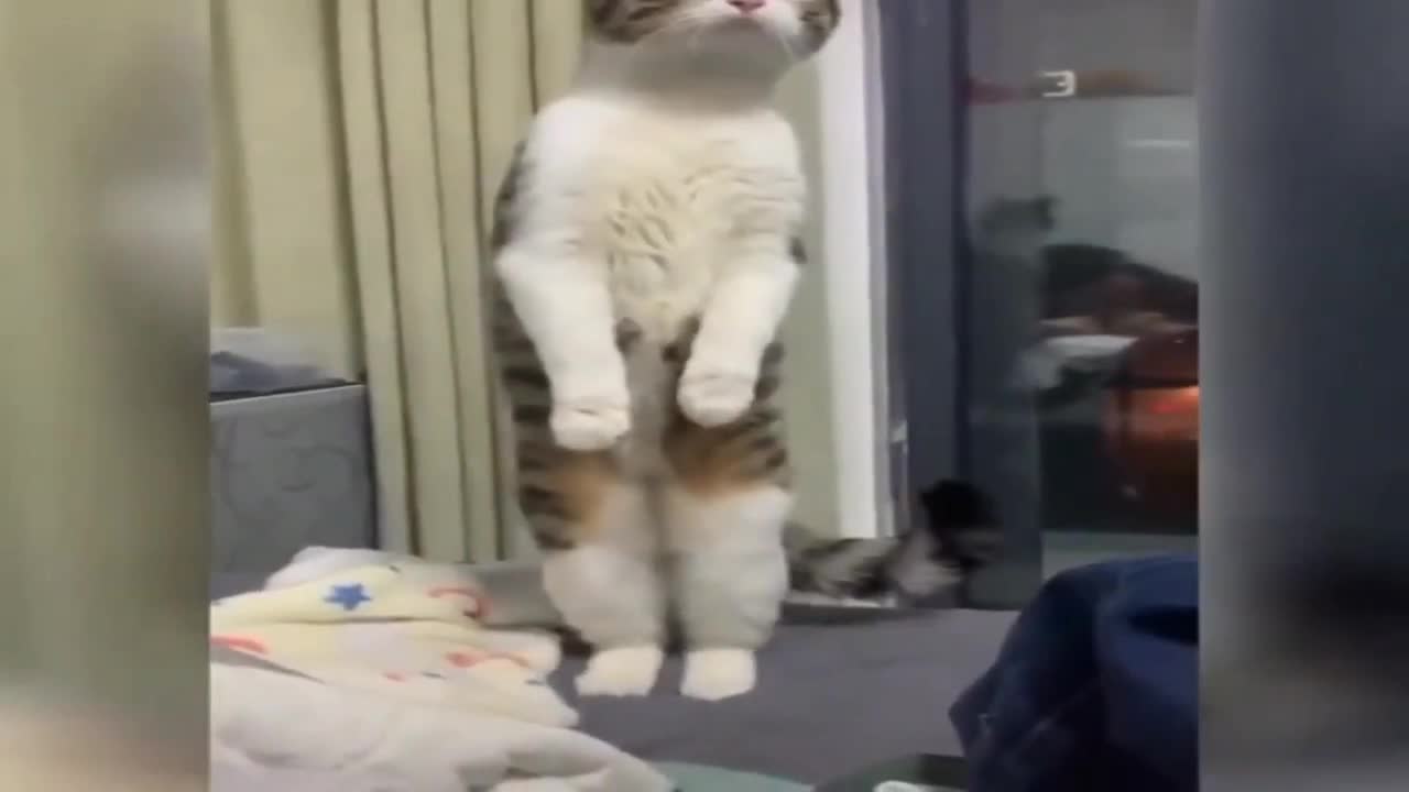 Cat Having Fun | Funny Cat 😝😆 | Funny Animals