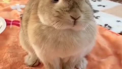 Cute rabbits