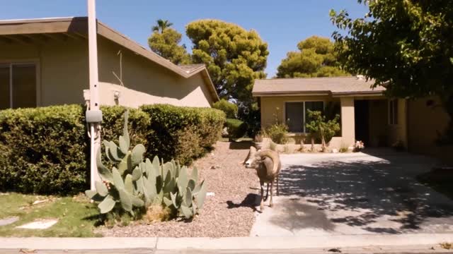 Bighorn Sheep Front Yard 2