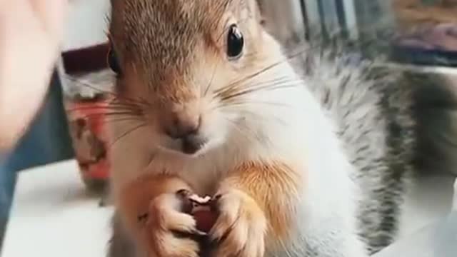 🔴Beautiful squirrel eats acorns🐿️