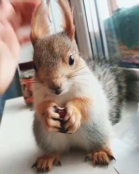 🔴Beautiful squirrel eats acorns🐿️