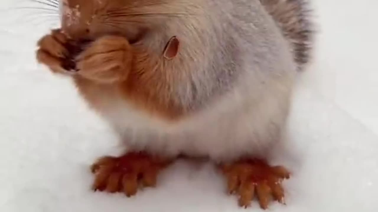 Beautiful Bunny Eating Hazel Nut,s on Snow...