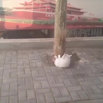 cat 2021 resolution to get fit this year