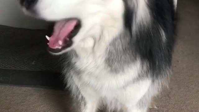 The cutest malamute videos