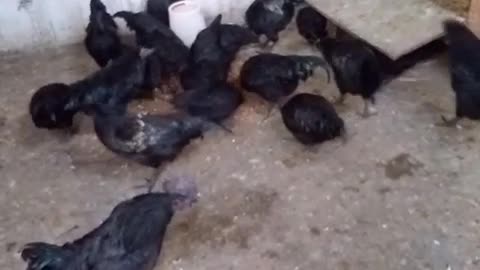 Kadaknath hen