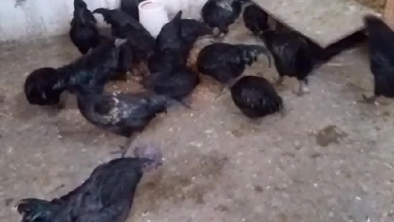 Kadaknath hen