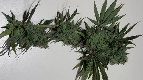 Trimming buds for drying