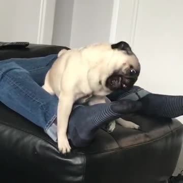 Pug makes hilarious noises trying to tame owner's foot