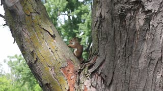 A CUTE Chipmunk having a quick snack!!!!! :)