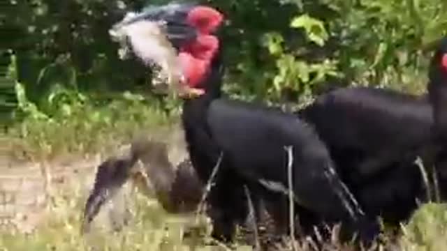 Crazy creatures: Birds that actually eats snake 🐍😨😨