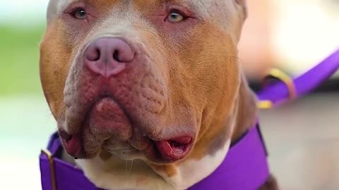 Pitbull Strong and muscular