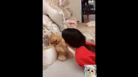 Cute Animals Cute Pets Cats and Dogs Funny Compilation