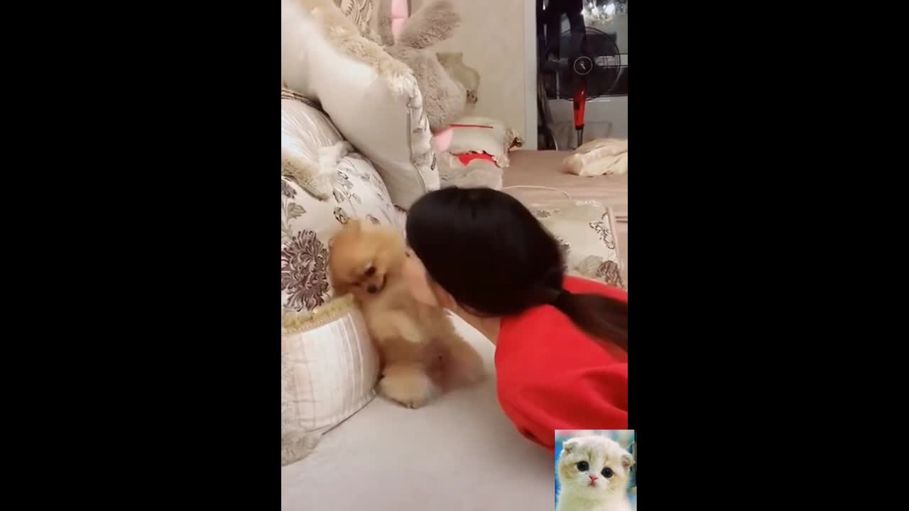 Cute Animals Cute Pets Cats and Dogs Funny Compilation