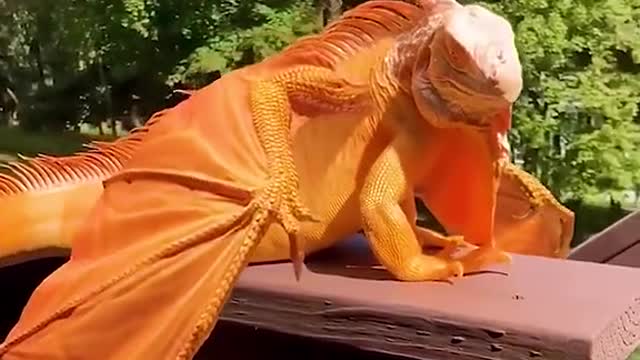Dragon Is Real Or Fake 🤔