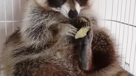 Mapache juega adorablemente con una caracola