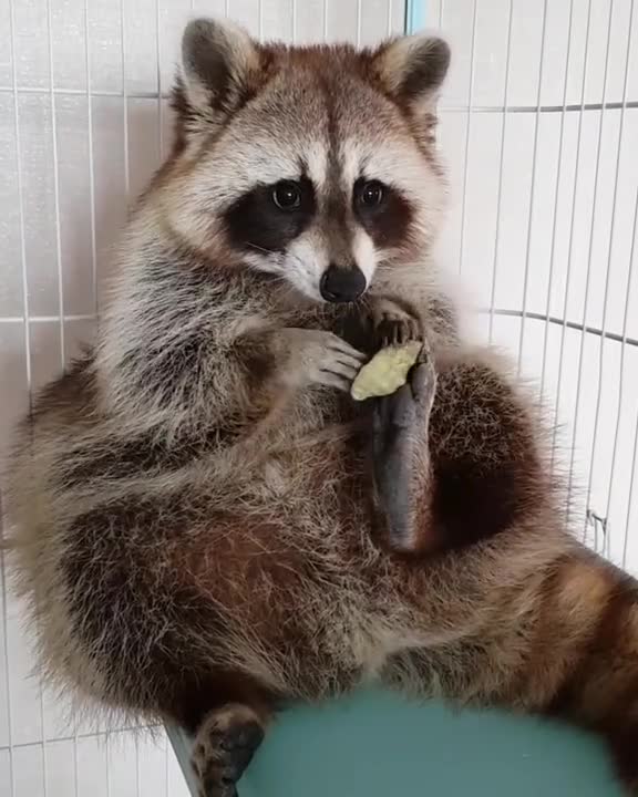 Mapache juega adorablemente con una caracola