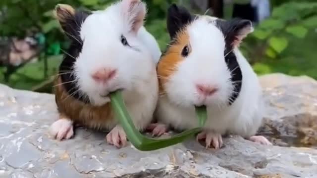 Two cute rabbits eating one grass. So funny video 😂🤣