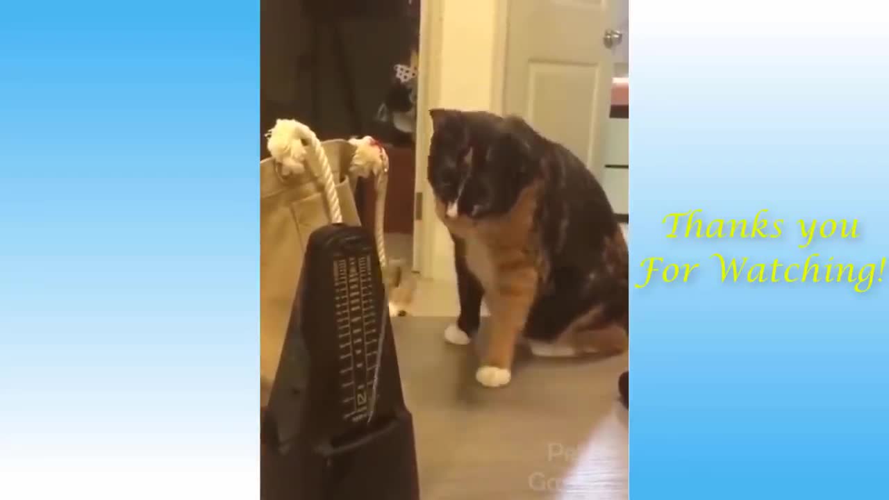 Funny and cute cat's 👯😂😂cats and Owners are the best friends videos