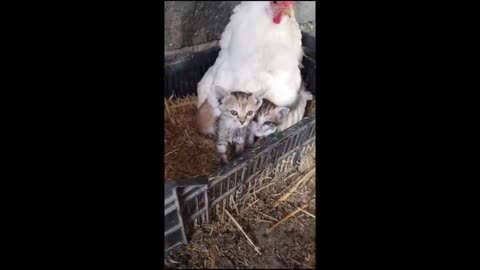 Hen and Barn Kittens