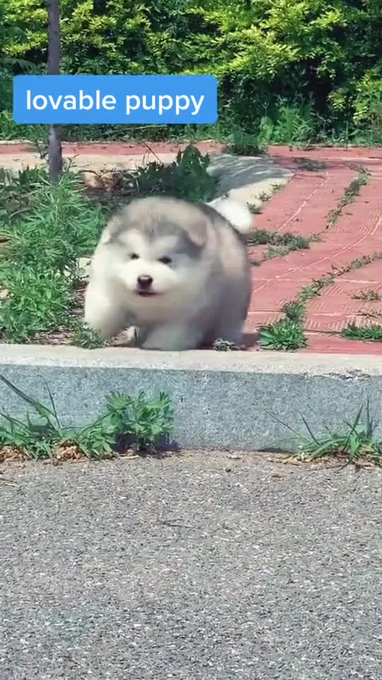 Funny tiktok videos try not to laugh3