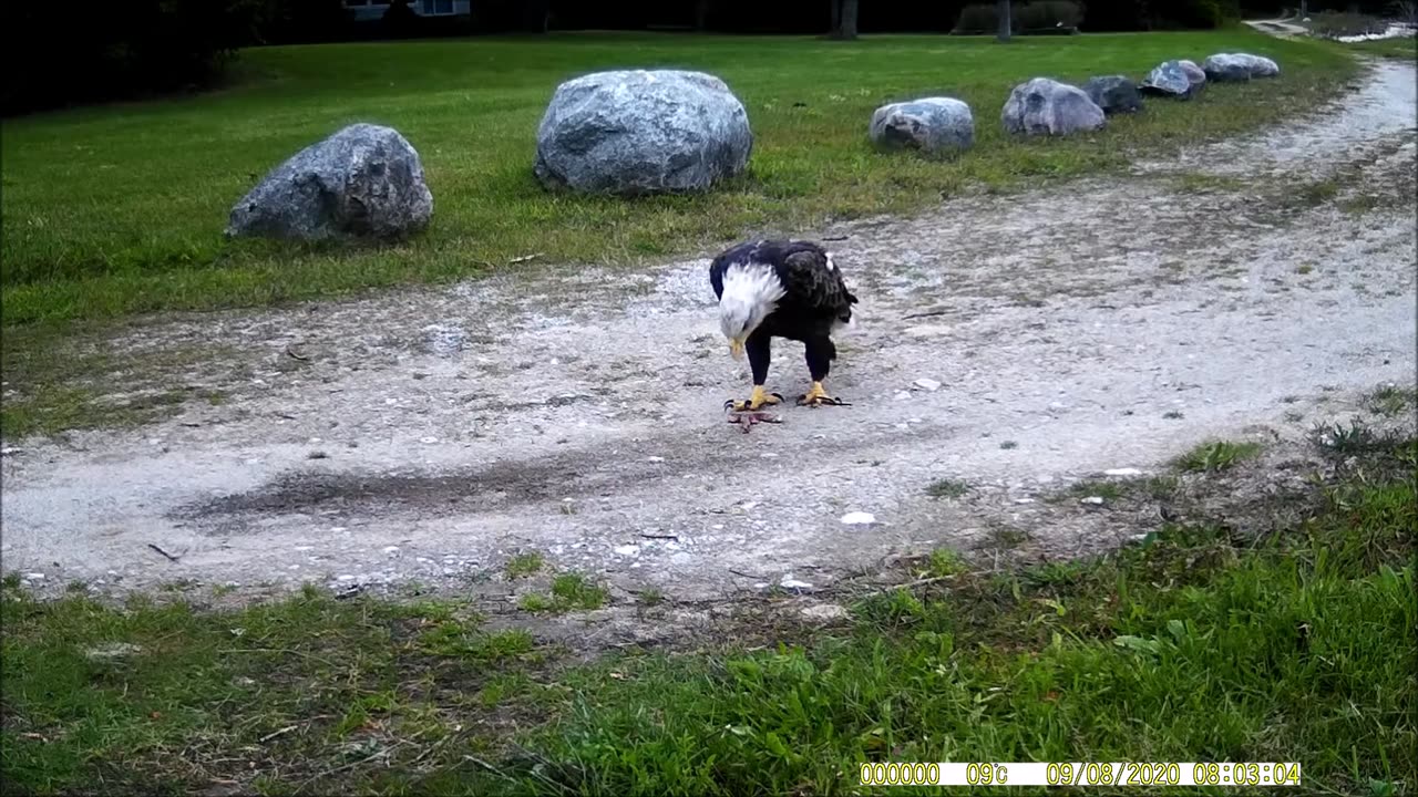 Bald Eagle On My Trailcam