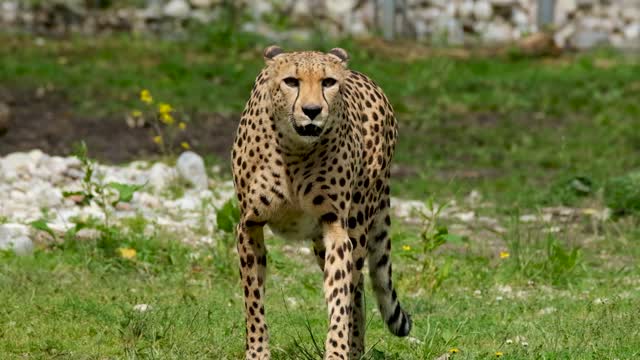 Video of Cheetah Walking on the Grass Field