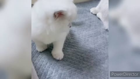 Cats cute reaction