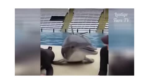 Super Cute Dolphins