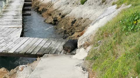 The Seal draws all people's attention