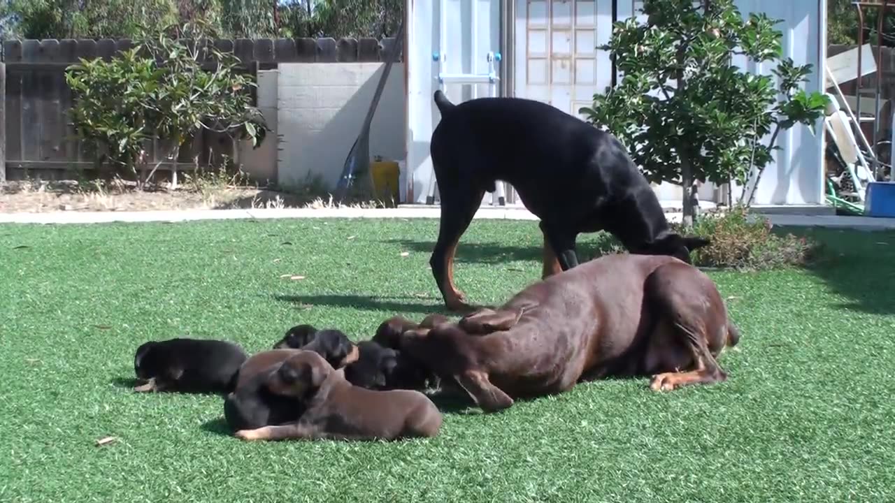 ♥Doberman mom keeping dad away from the pups 2023