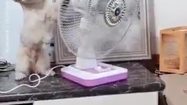 Smart Dog With an Air Fan - Very Funny