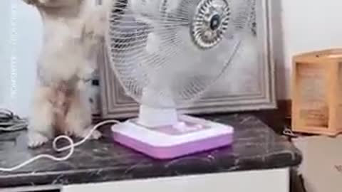 Smart Dog With an Air Fan - Very Funny