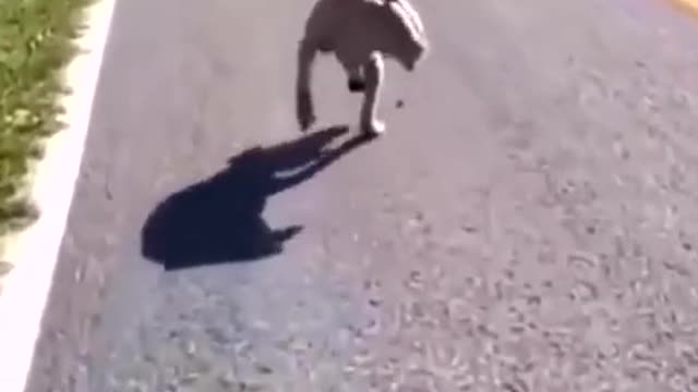 The extraordinary energy of the dog that lost two legs