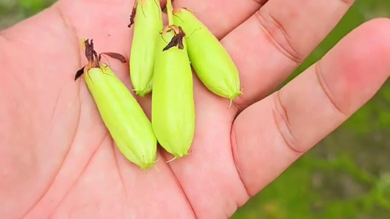 AMAZING FRUITS YOU HAVEN'T SEEN AGAIN😋🍓🫒
