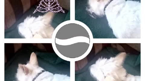 tonight video