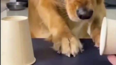 Funny pets videos - Funny Dogs, Cats & more animals! Try Not To Laugh