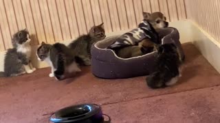 Dog Overwhelmed by Curious Kittens