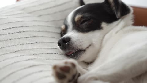 Cute puppy try to sleep