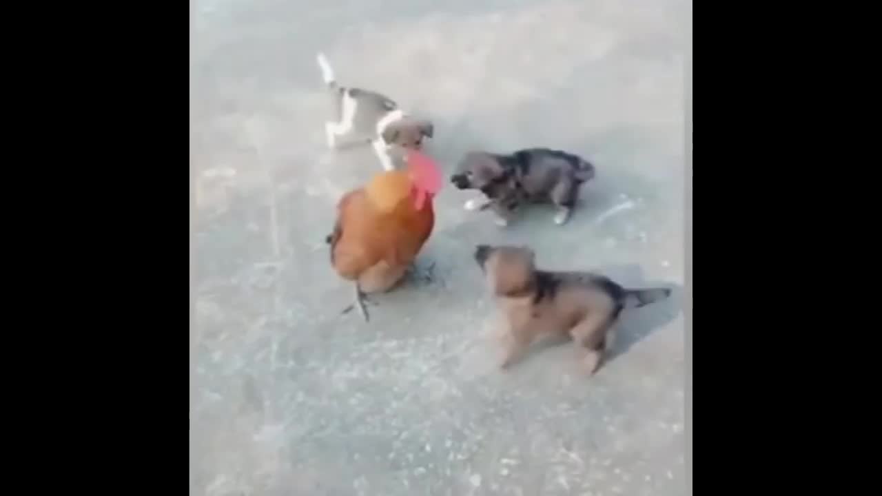 Funny dog fight,dog vs chicken