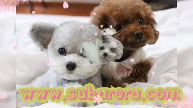 dog and puppies Playing with Dogs and Cats - Funny Babies Compilation 2021