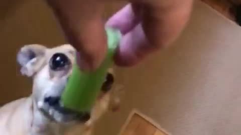 Chihuahua dog jumps up to eat celery