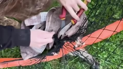 Rescued a brushtail possum entangled in a net