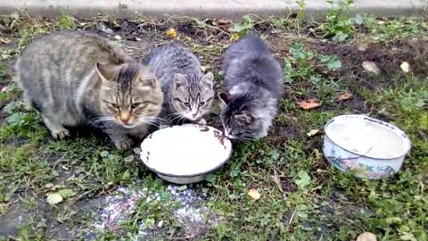 Pied Piper kitten catches a rat . Instant reaction of a kitten.