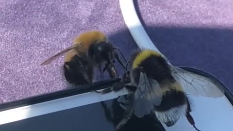 bumblebees drinking water
