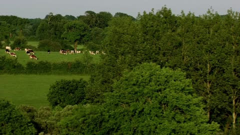 The scenery makes people yearn for cattle and sheep to eat grass in harmony