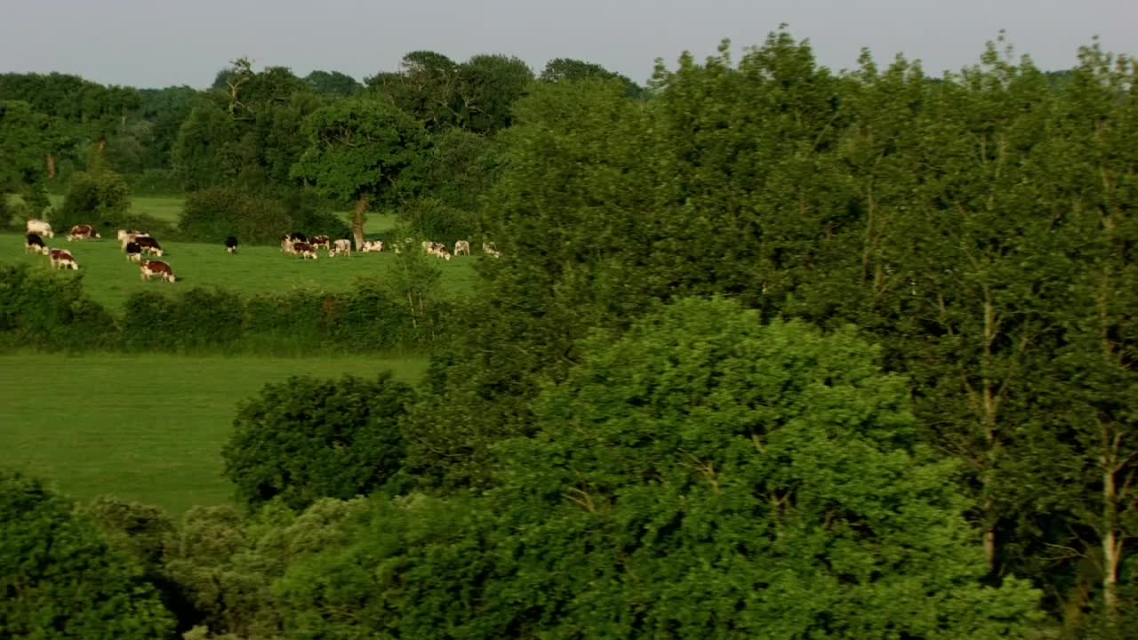 The scenery makes people yearn for cattle and sheep to eat grass in harmony