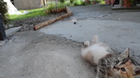 How to deactivate Cat to make it behave ❤️