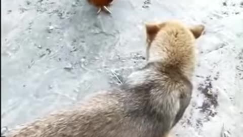 Chicken VS Dog fight 1